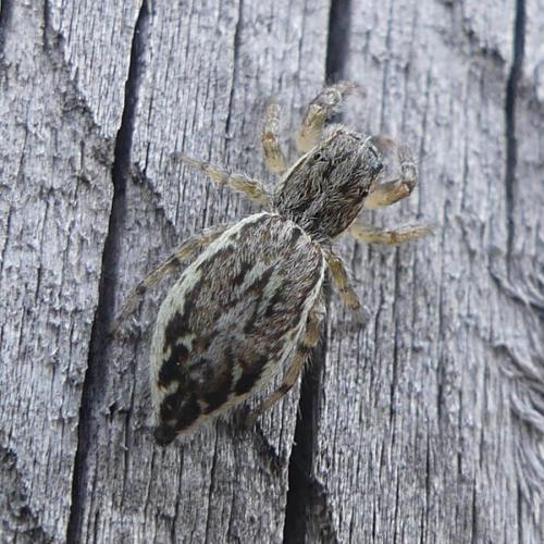 Pseudicius encarpatus